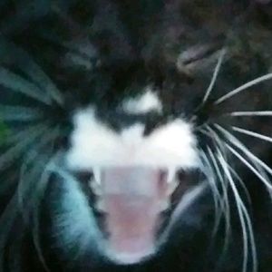 Meet your Posher, Julianne